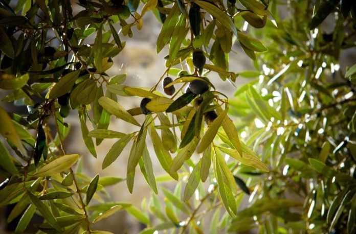 De cómo el cambio climático influye en la producción mundial de aceite de oliva