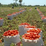 1613107506 710 Con el tomate se benefician mas de 40 mil personas
