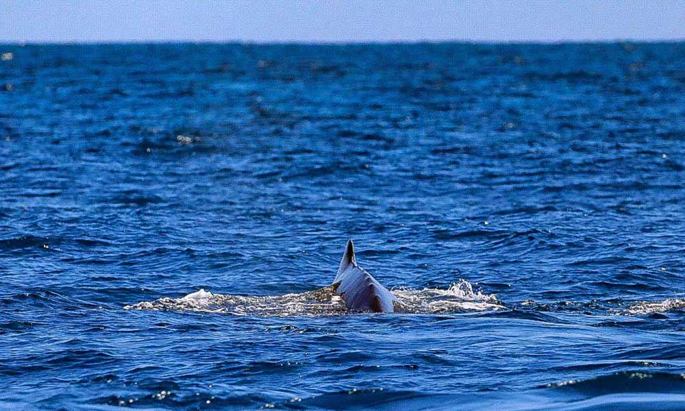 1615181408 475 El avistamiento de ballenas jorobadas una experiencia unica