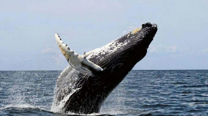 Observación de ballenas jorobadas dinamizan turismo y economía de Samaná