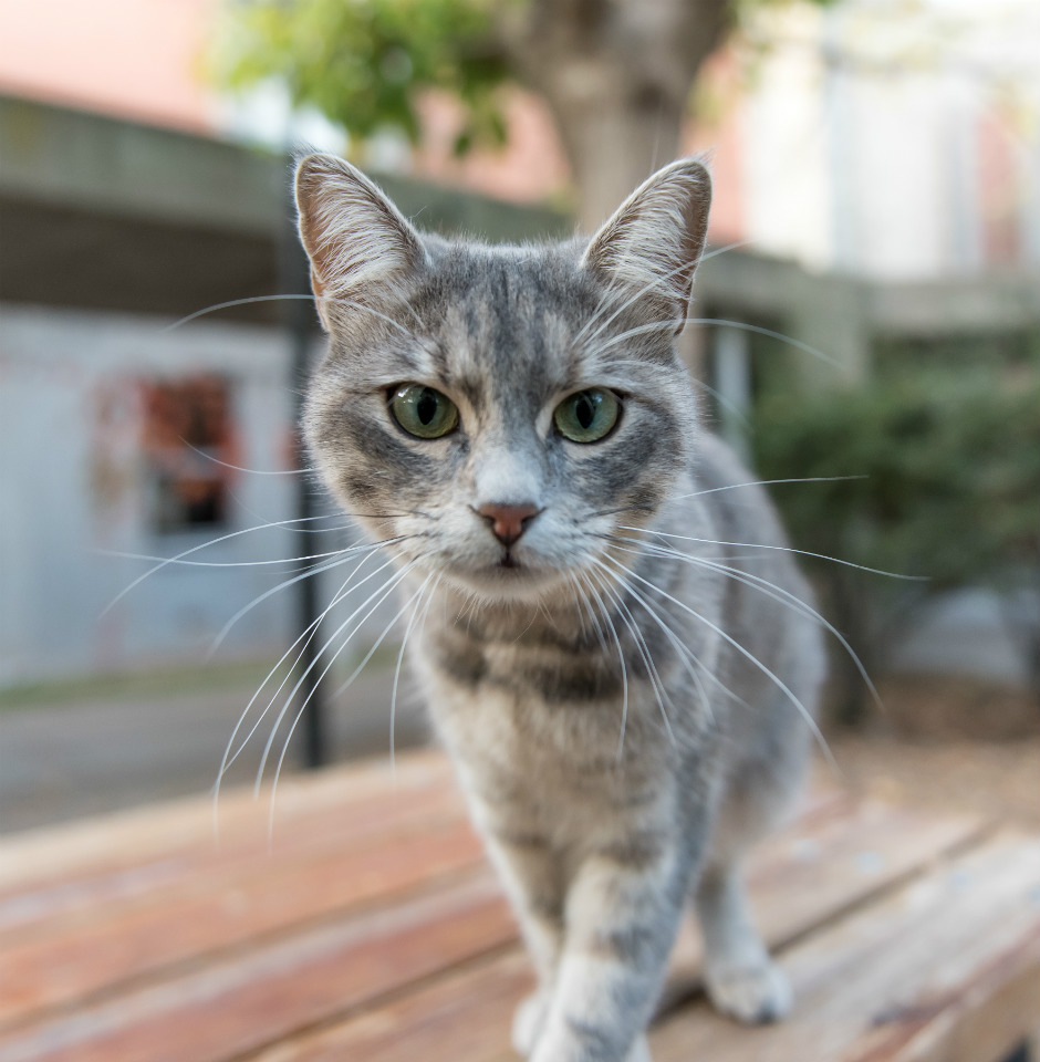 El gato necesita tener acceso al exterior? | Fundación Affinity