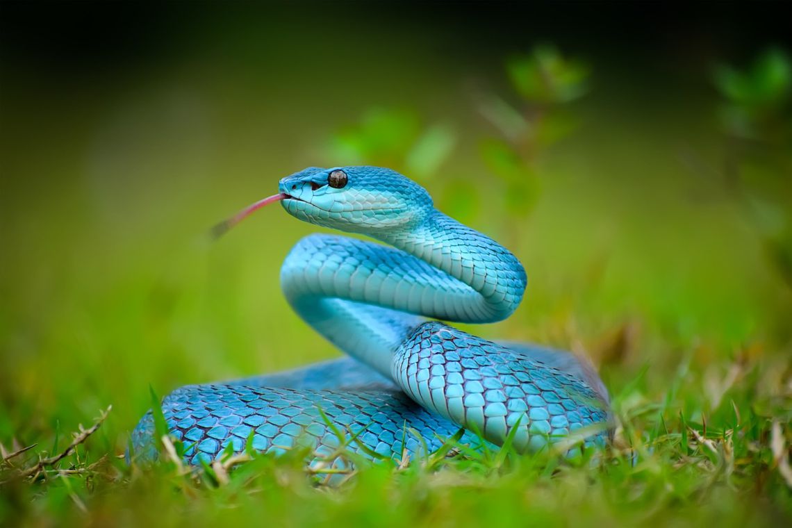 Las serpientes más impresionantes de la naturaleza. ¿Listo? - Atheris  hispida