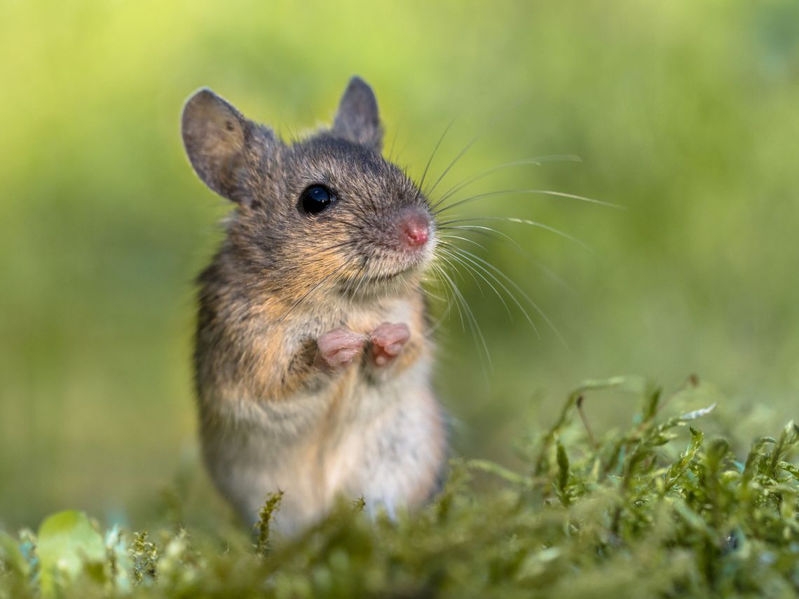 Curiosidades sobre los ratones - Son muy territoriales
