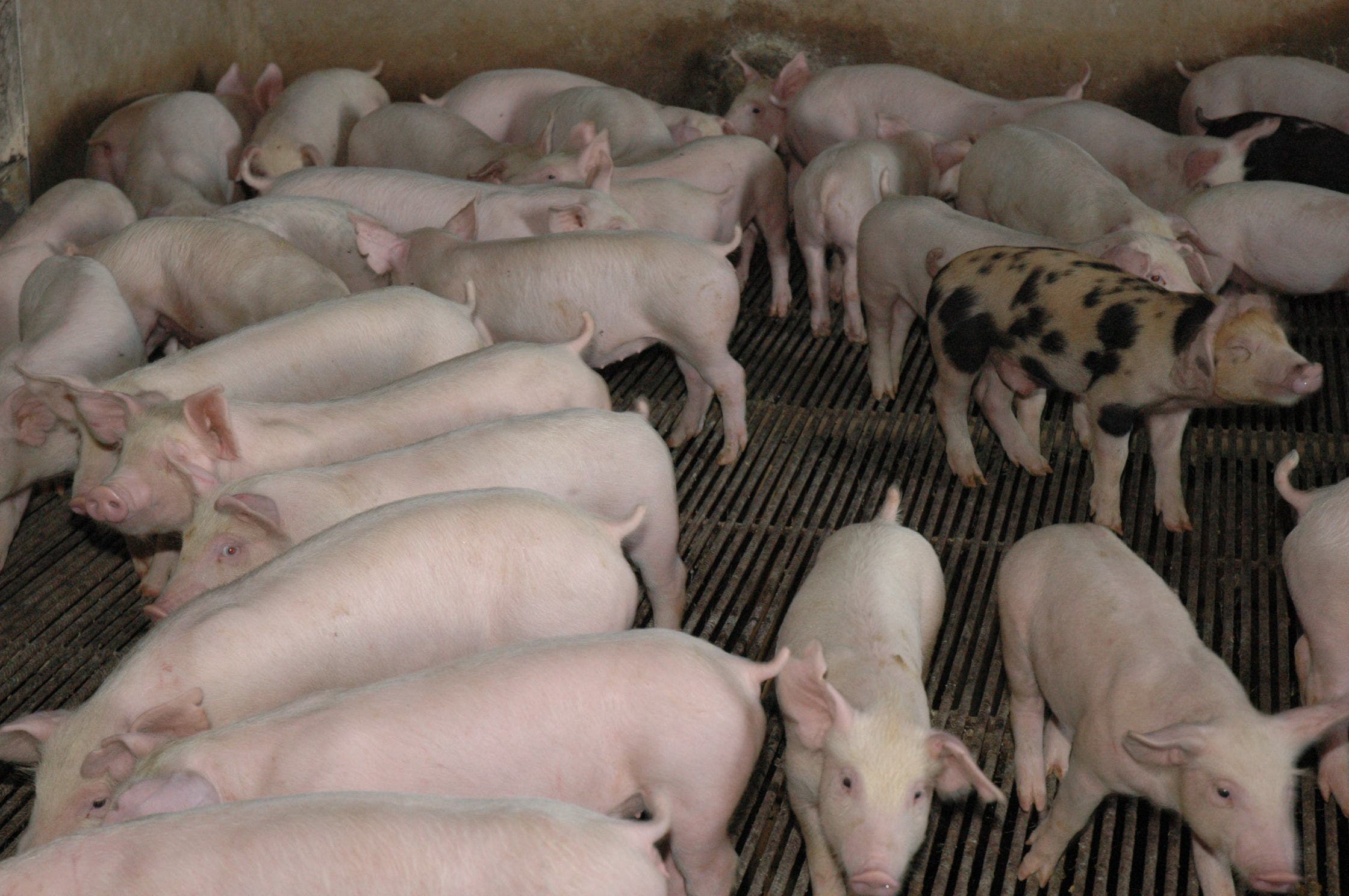 Gobierno adopta medidas ante pequeno brote de fiebre porcina africana