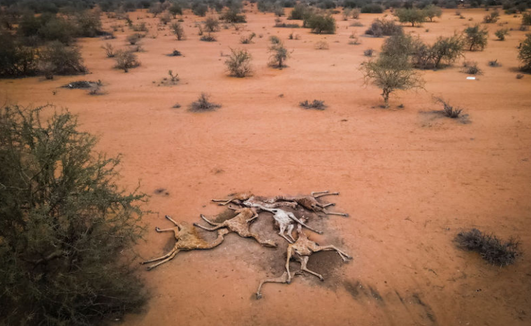 1639490407 405 Decenas de jirafas mueren deshidratadas a causa de la sequia