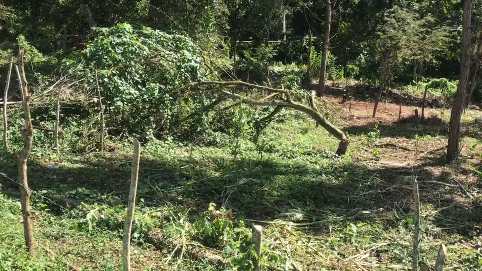 1641420612 127 Desaprensivos destruyen zona verde en Sabana Grande de Boya