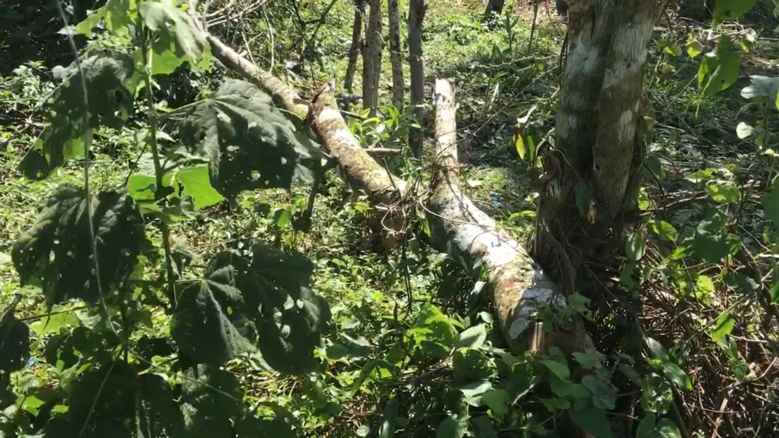 1641420612 884 Desaprensivos destruyen zona verde en Sabana Grande de Boya