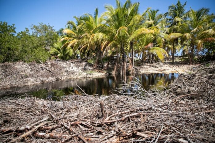 Procuraduría accionará contra proyecto turístico Cana Bay por daños a manglares