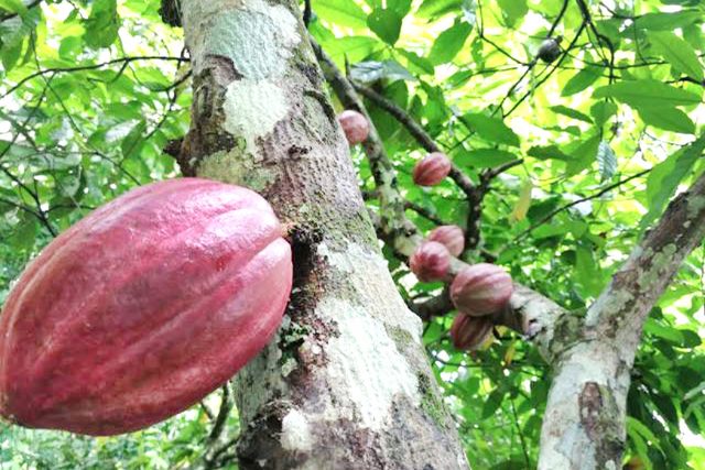 Gobierno pide Comisión del Cacao elaborar plan y presentarlo en plazo de 60 días