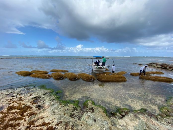 SOS Carbon, innovadora propuesta para hacer frente al sargazo en playas de RD