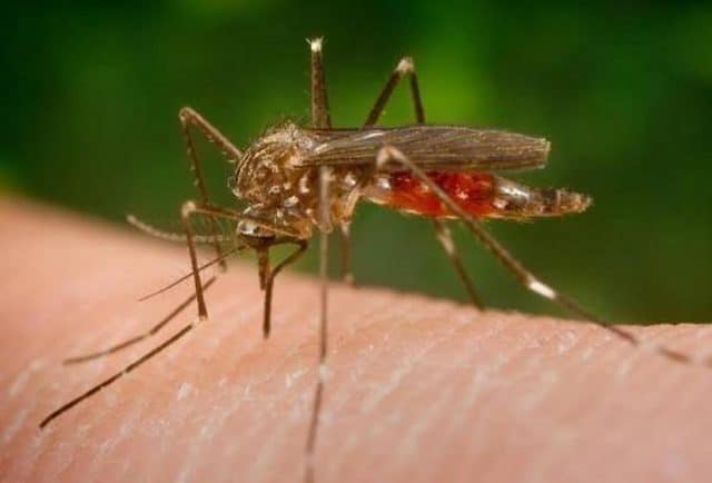 Fumigarán sectores del Alto Manhattan para reducir riesgos de contagio de virus Nilo Occidental