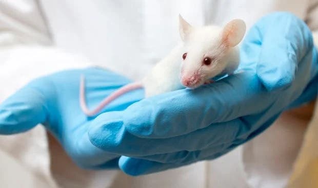 Compuesto probado en ratones revierte daños del alzhéimer en neuronas