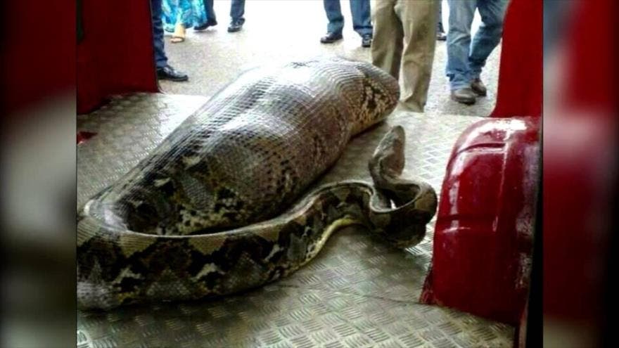 Una serpiente pitón grande fue subida a una ambulancia por tener el estómago hinchado, por lo que sospecha que el animal podía haber atacado a la mujer. 