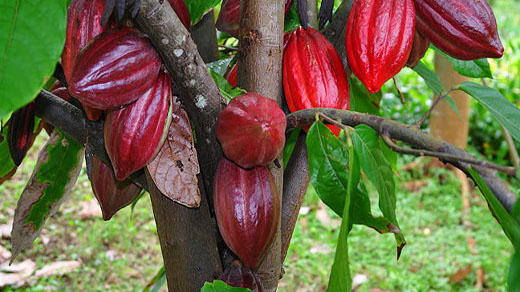 Produccion de cacao – Agriculturers.com | Red de Especialistas en  Agricultura