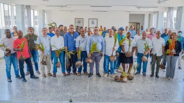 Gobierno comenzará en Samaná la renovación de las plantaciones de coco